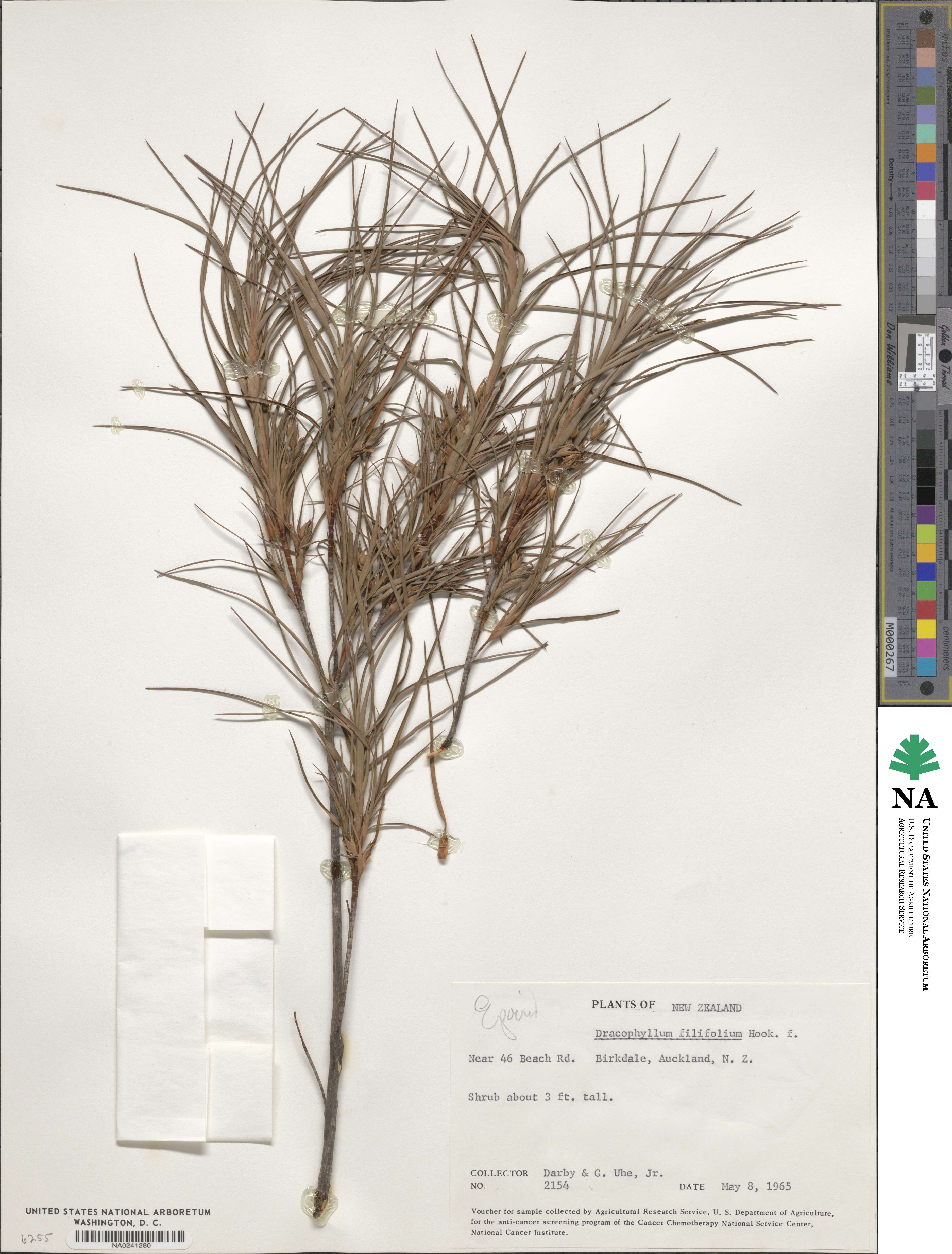 Dracophyllum filifolium image