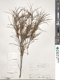 Dracophyllum filifolium image