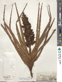 Image of Dracophyllum latifolium