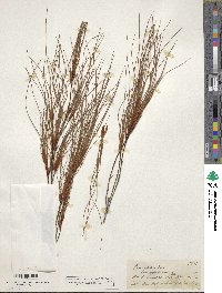 Image of Dracophyllum longifolium