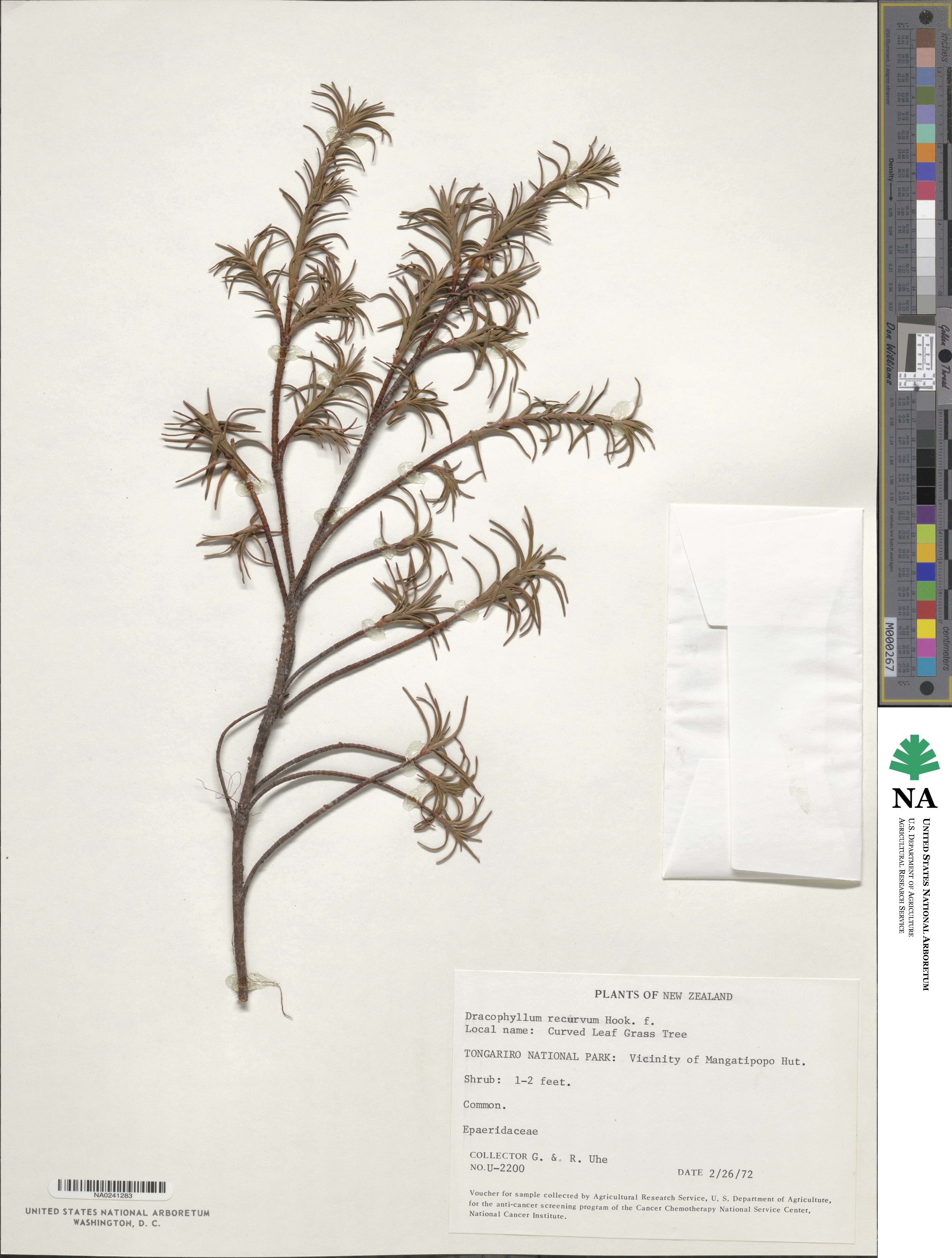 Dracophyllum recurvum image