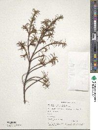 Image of Dracophyllum recurvum