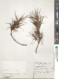 Dracophyllum sinclairii image