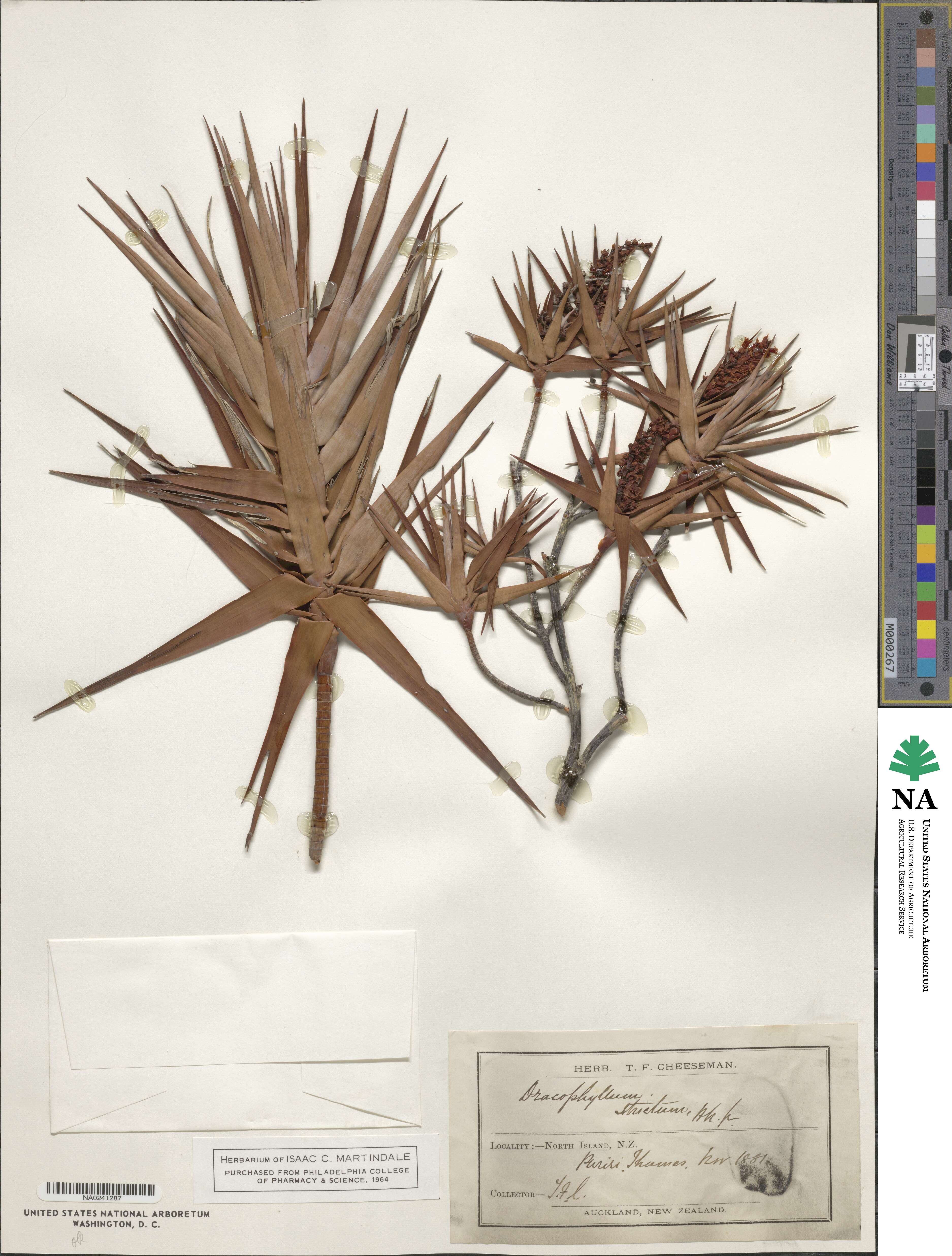 Dracophyllum strictum image