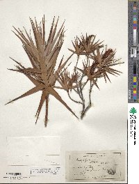 Image of Dracophyllum strictum