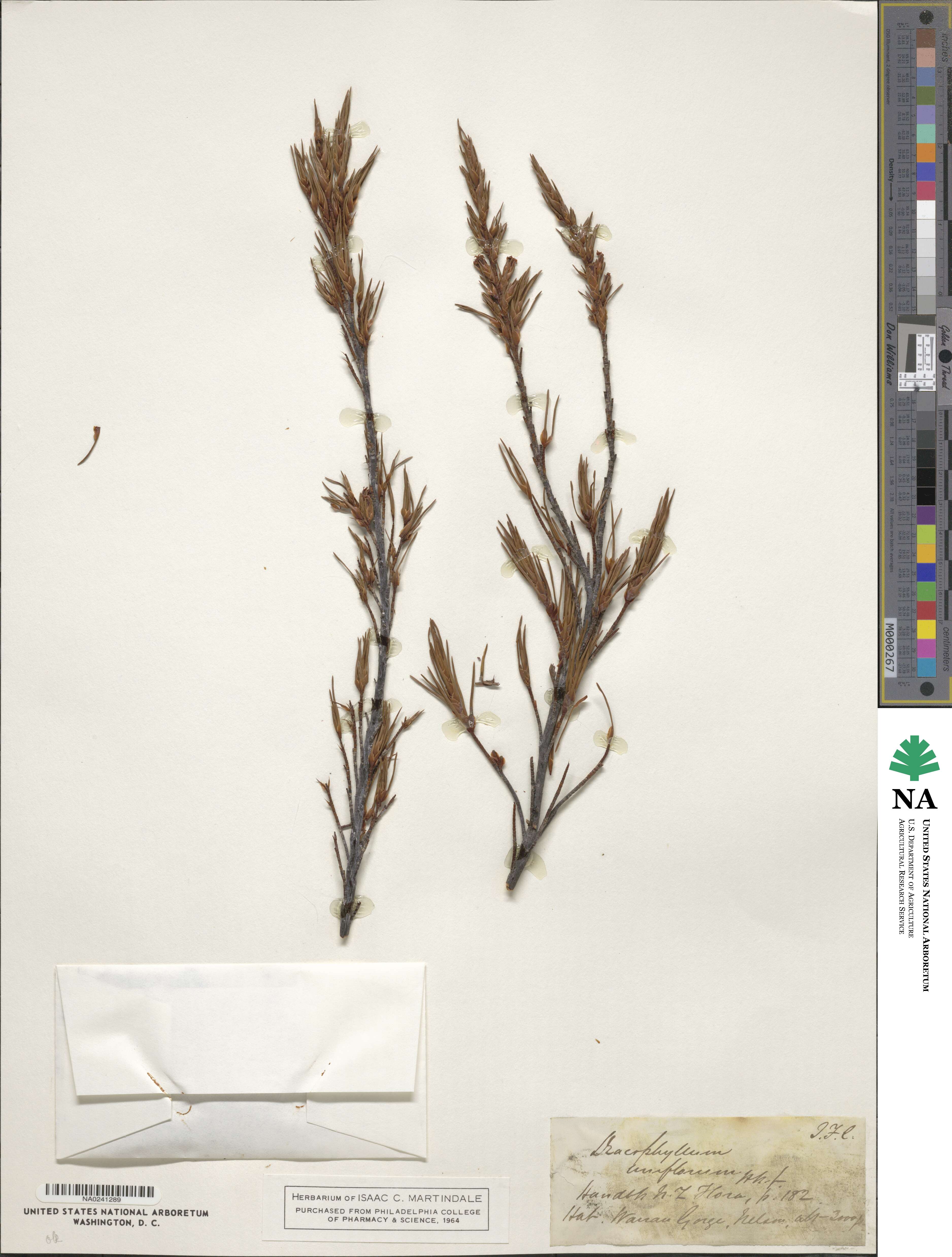 Dracophyllum uniflorum image