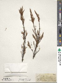 Image of Dracophyllum uniflorum