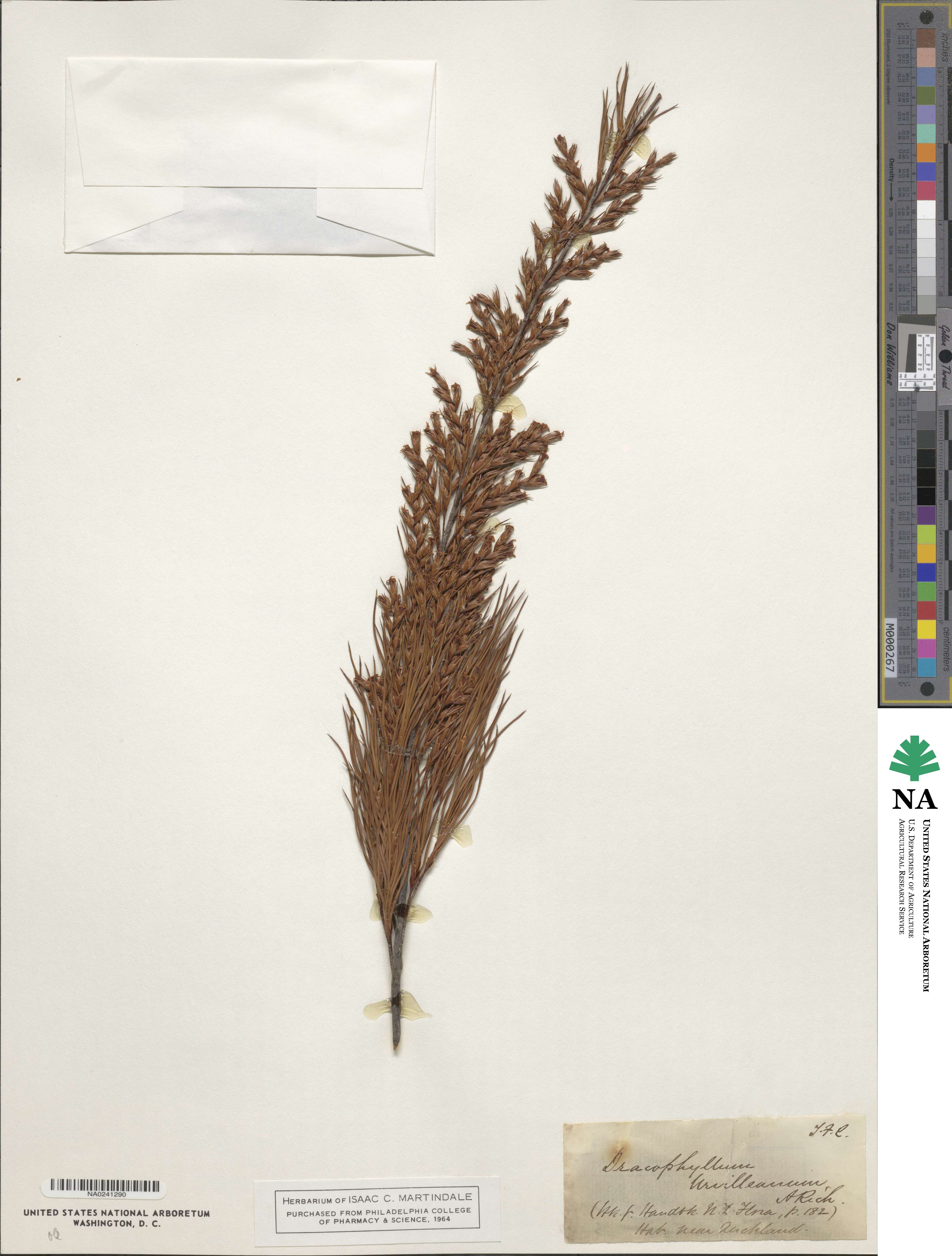 Dracophyllum urvilleanum image