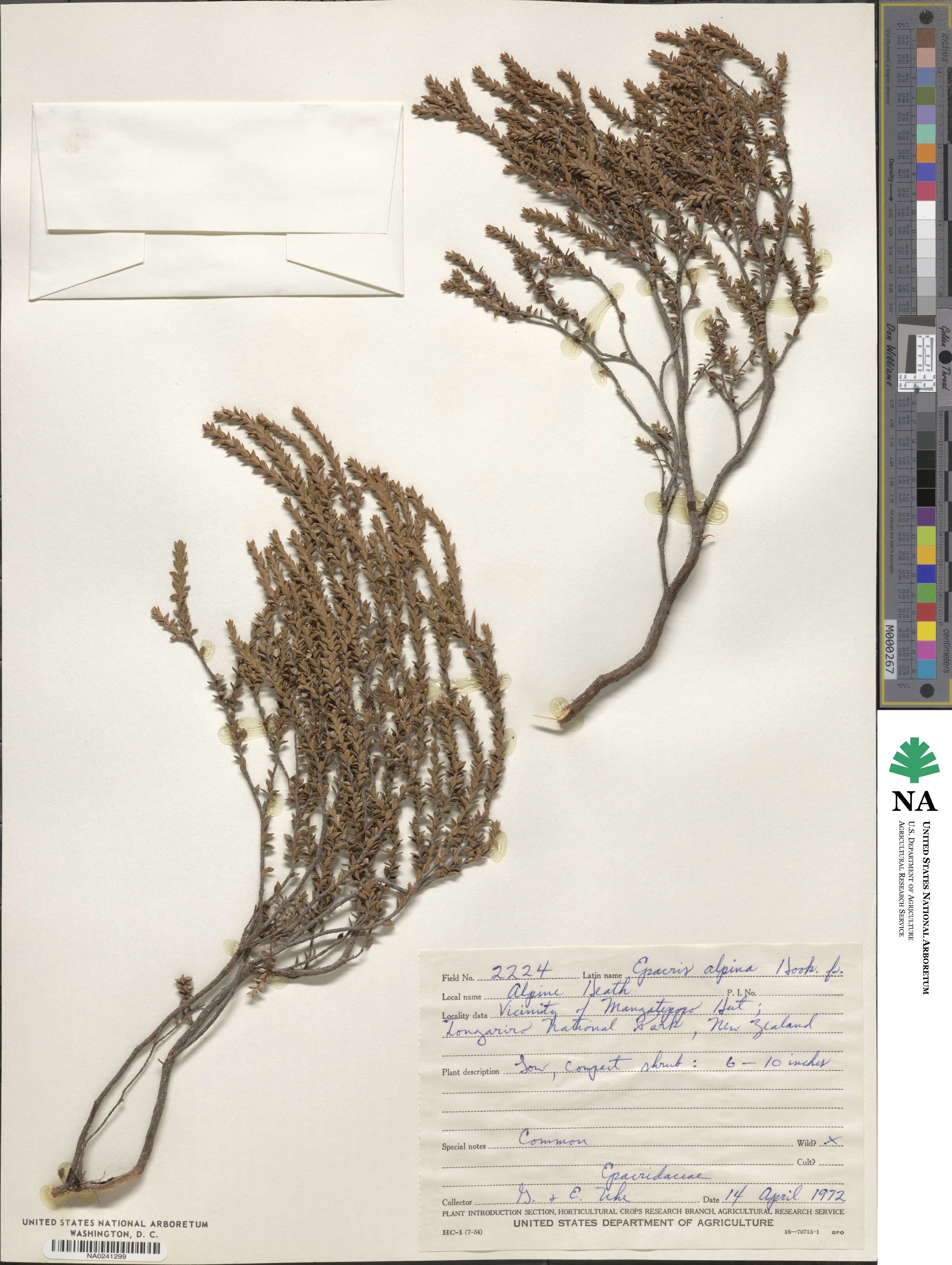 Epacris alpina image