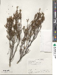 Epacris gunnii image