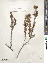 Image of Epacris impressa