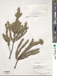 Image of Epacris marginata