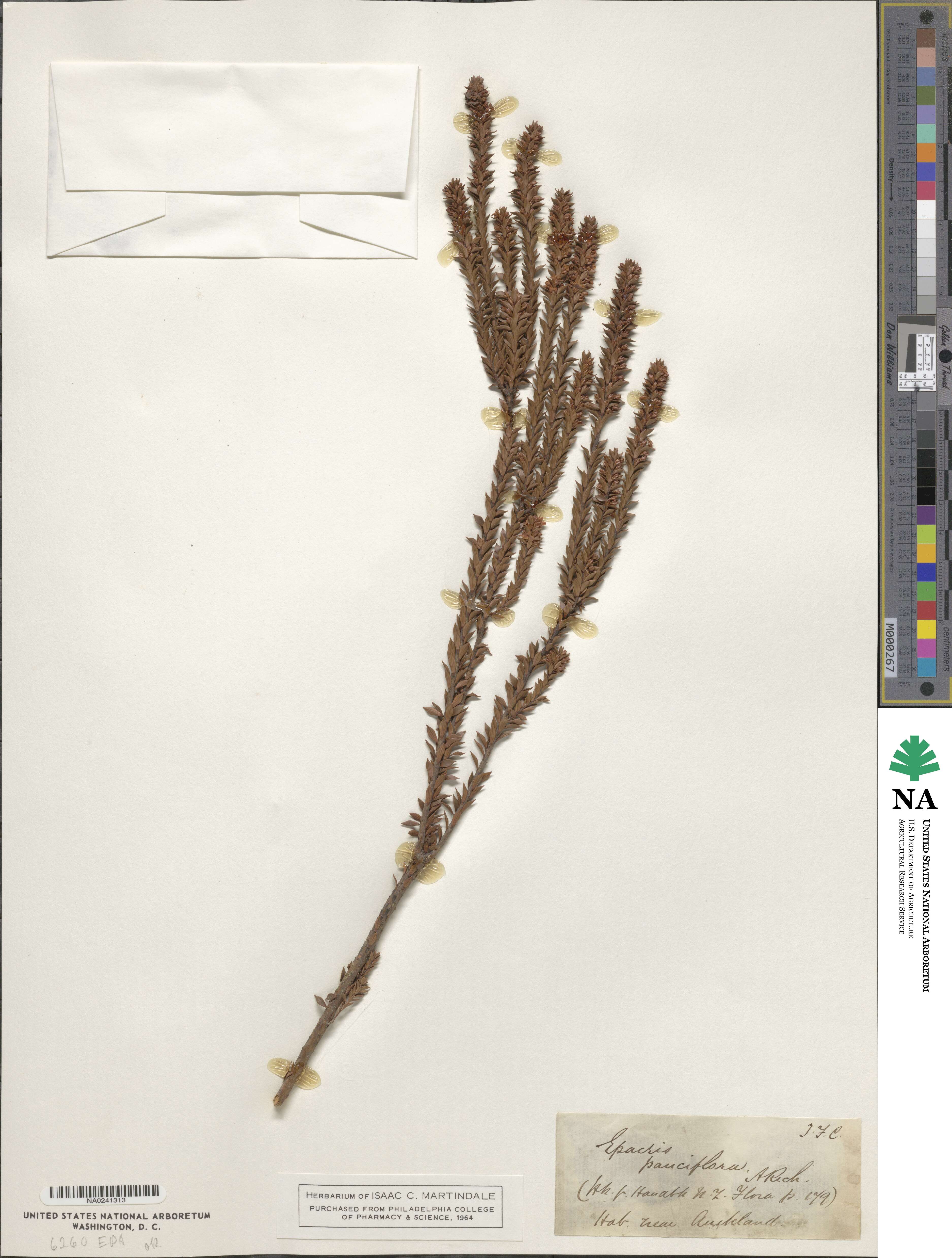Epacris pauciflora image