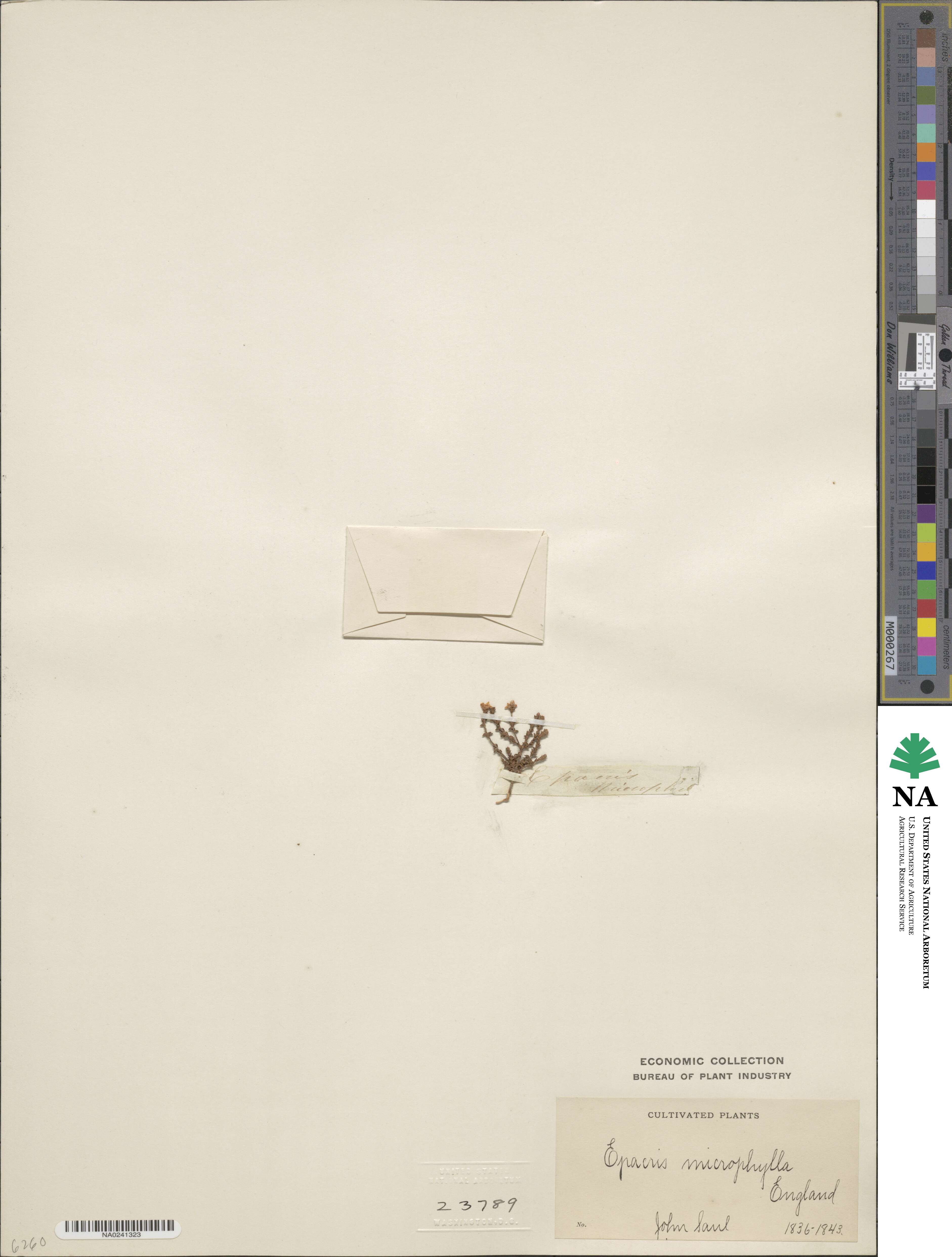Epacris image