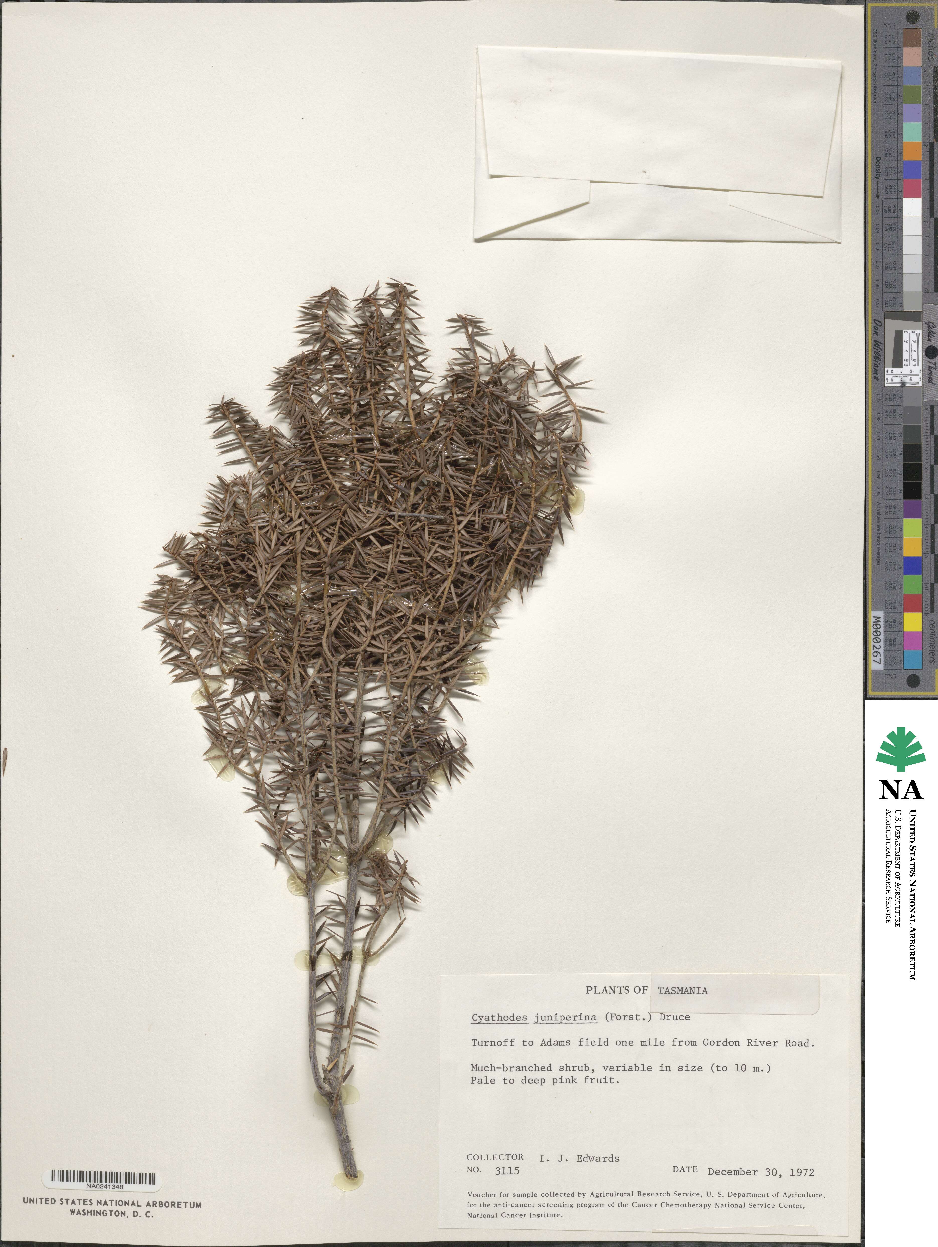 Leucopogon juniperinus image