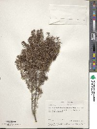 Image of Leucopogon juniperinus