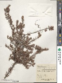 Leucopogon juniperinus image