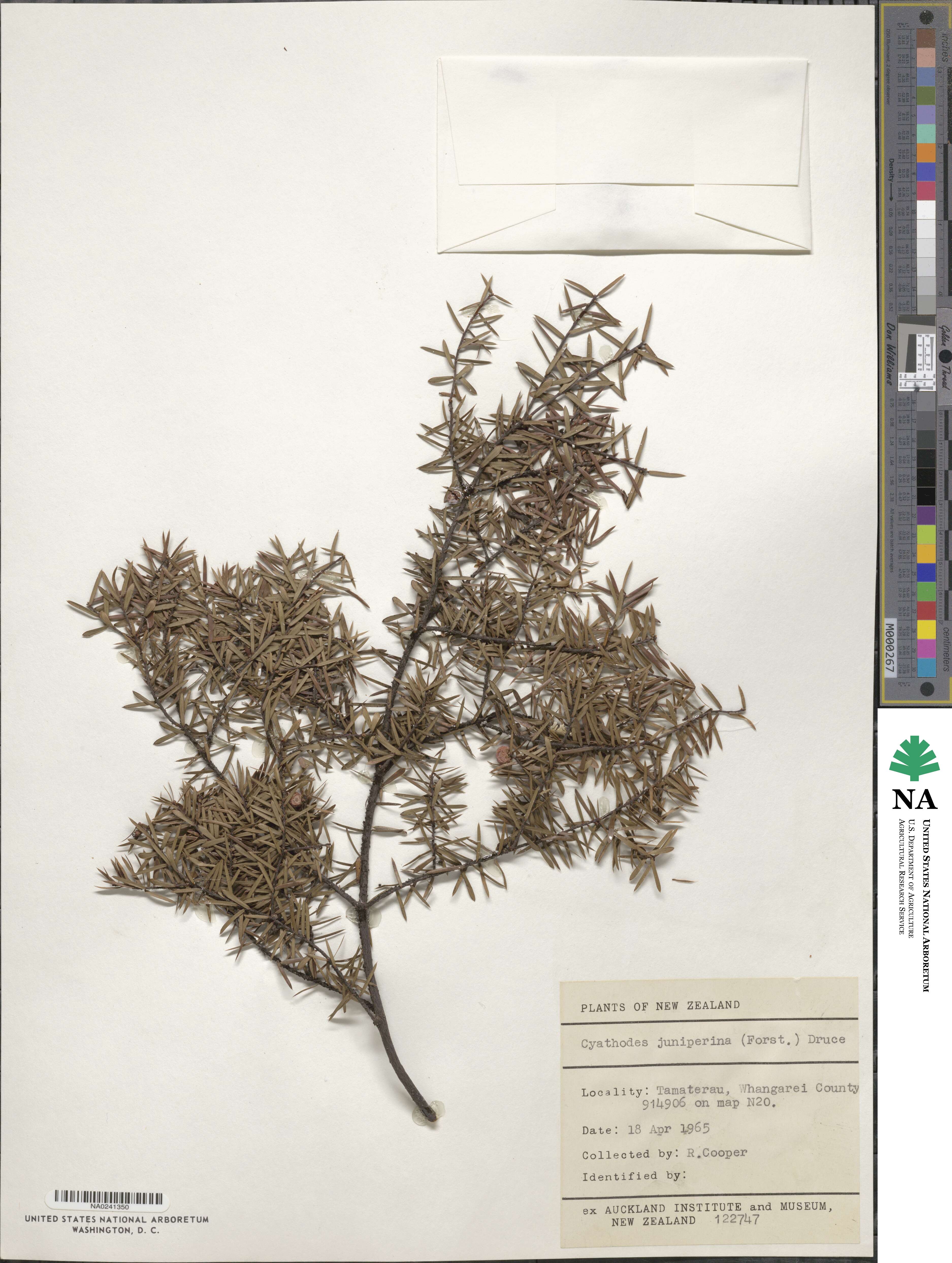 Leucopogon image