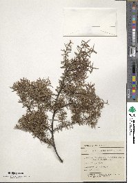 Leucopogon juniperinus image