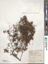 Leucopogon juniperinus image