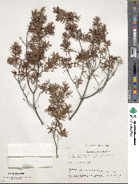 Leucopogon juniperinus image