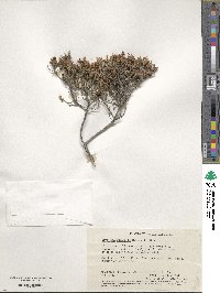 Styphelia exserta image