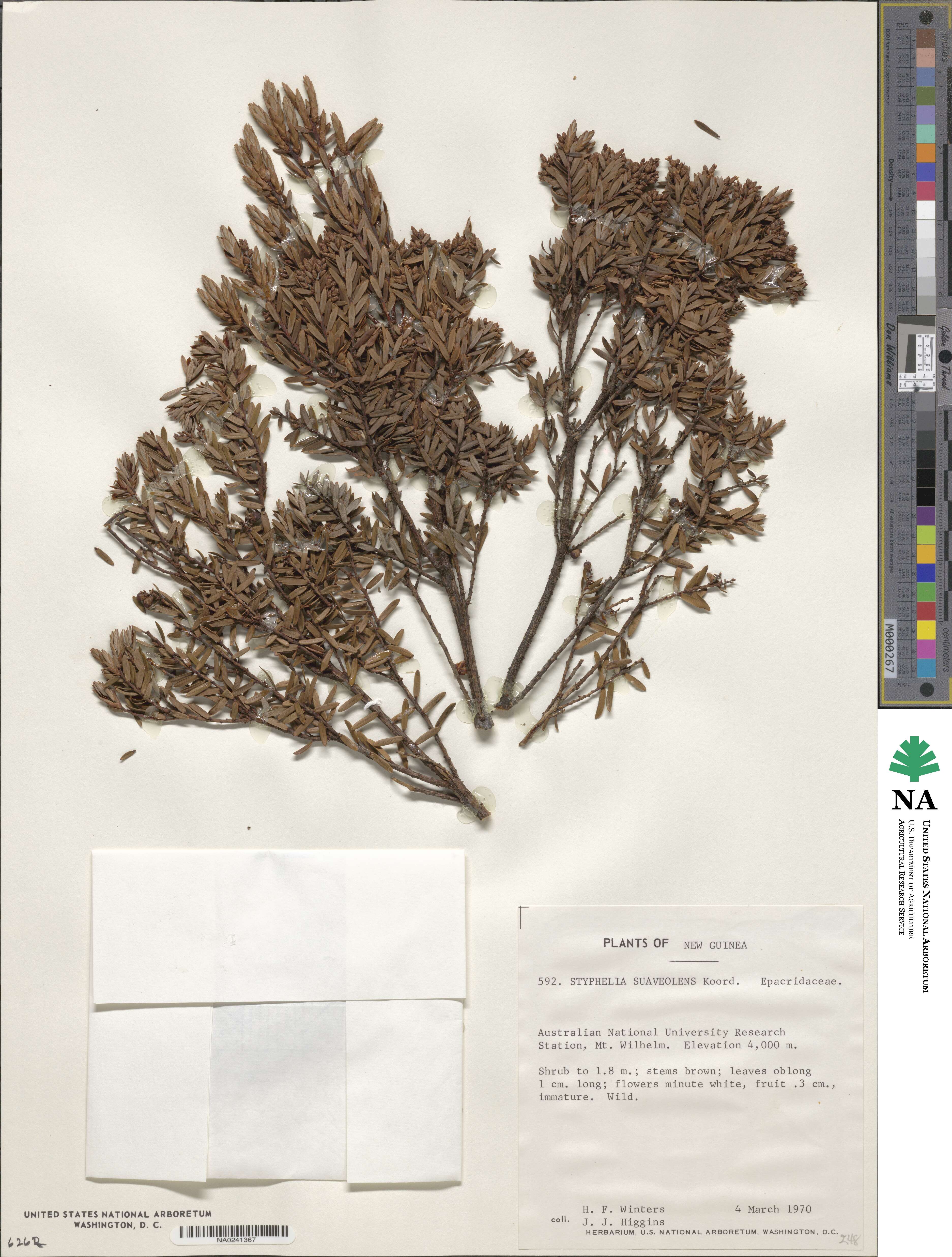 Acrothamnus suaveolens image