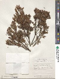 Image of Acrothamnus suaveolens