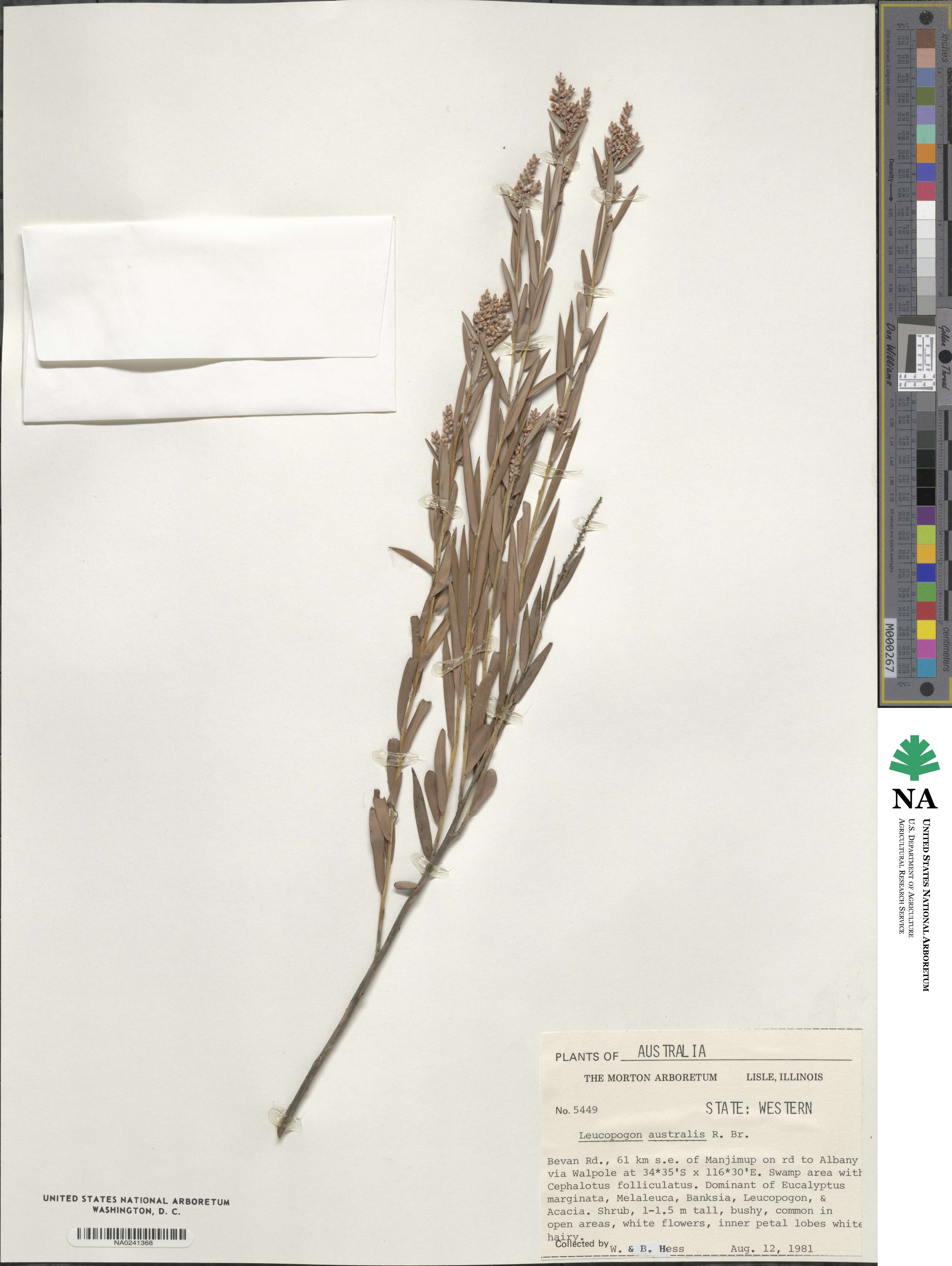 Leucopogon australis image