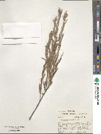 Image of Leucopogon australis