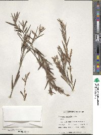 Leucopogon australis image