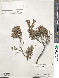 Leucopogon australis image