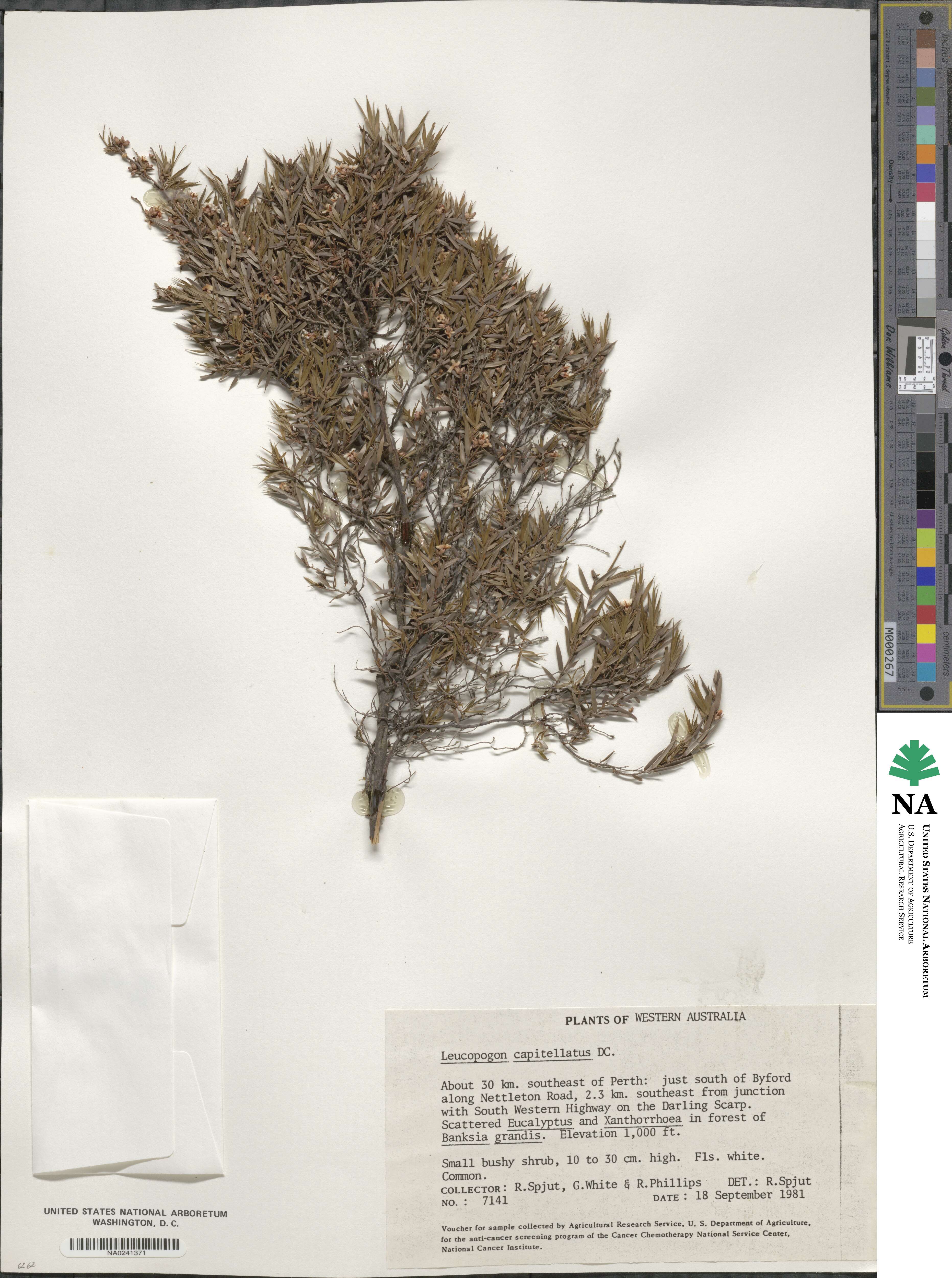 Leucopogon capitellatus image