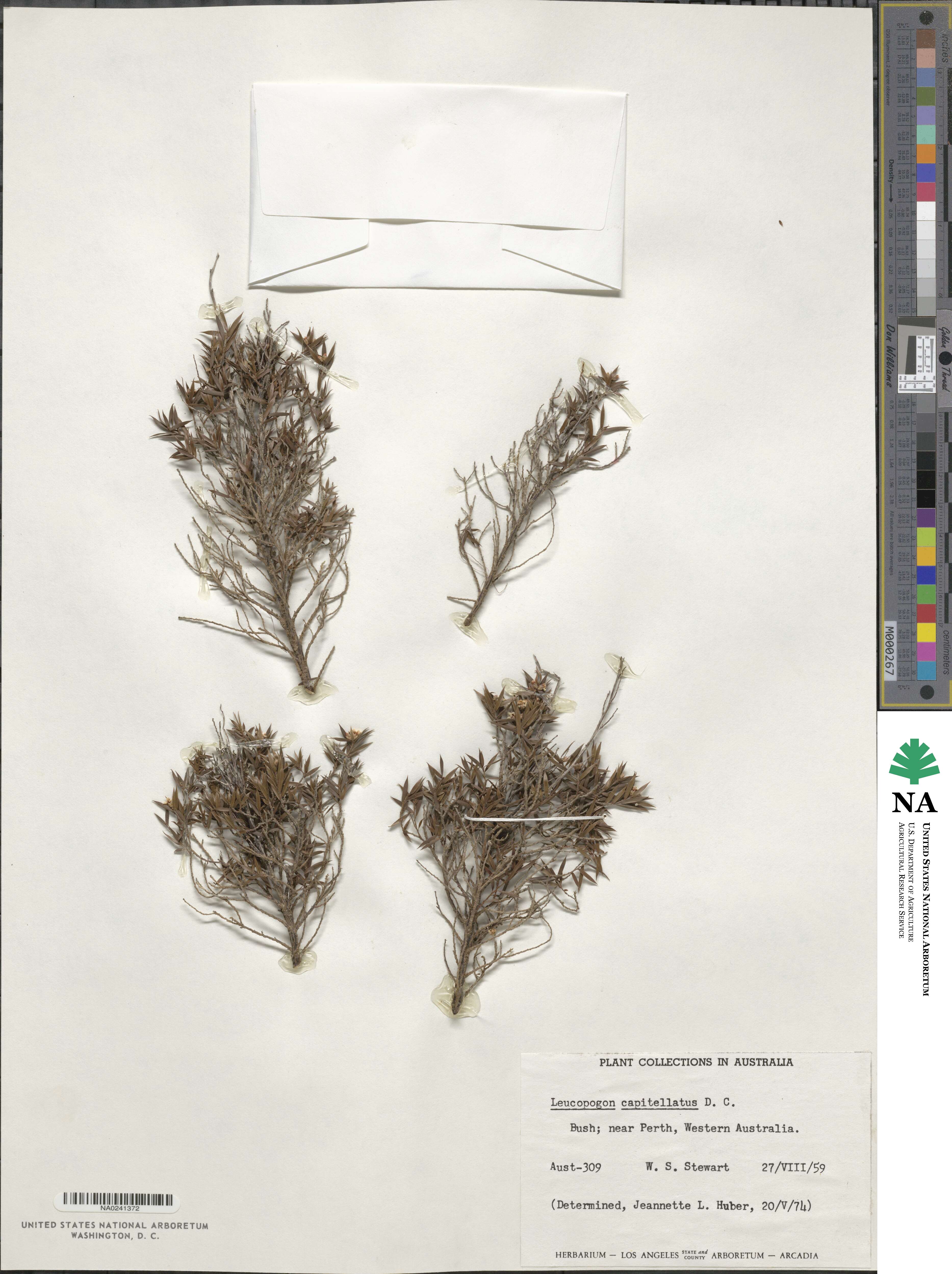 Leucopogon capitellatus image