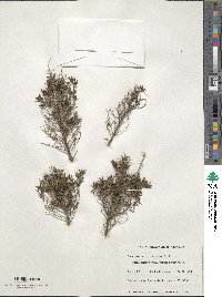 Leucopogon capitellatus image