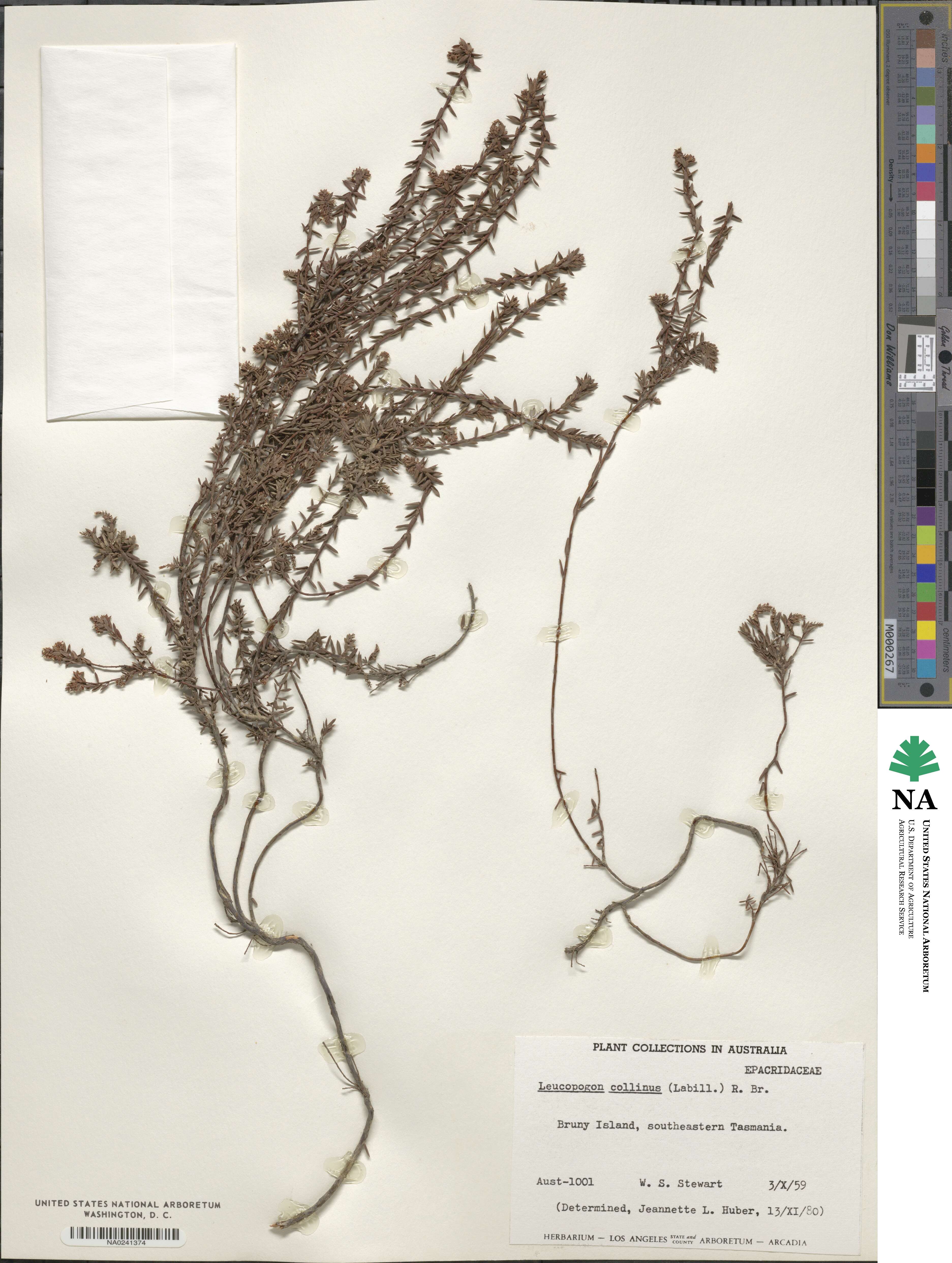 Leucopogon collinus image