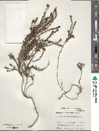 Leucopogon collinus image