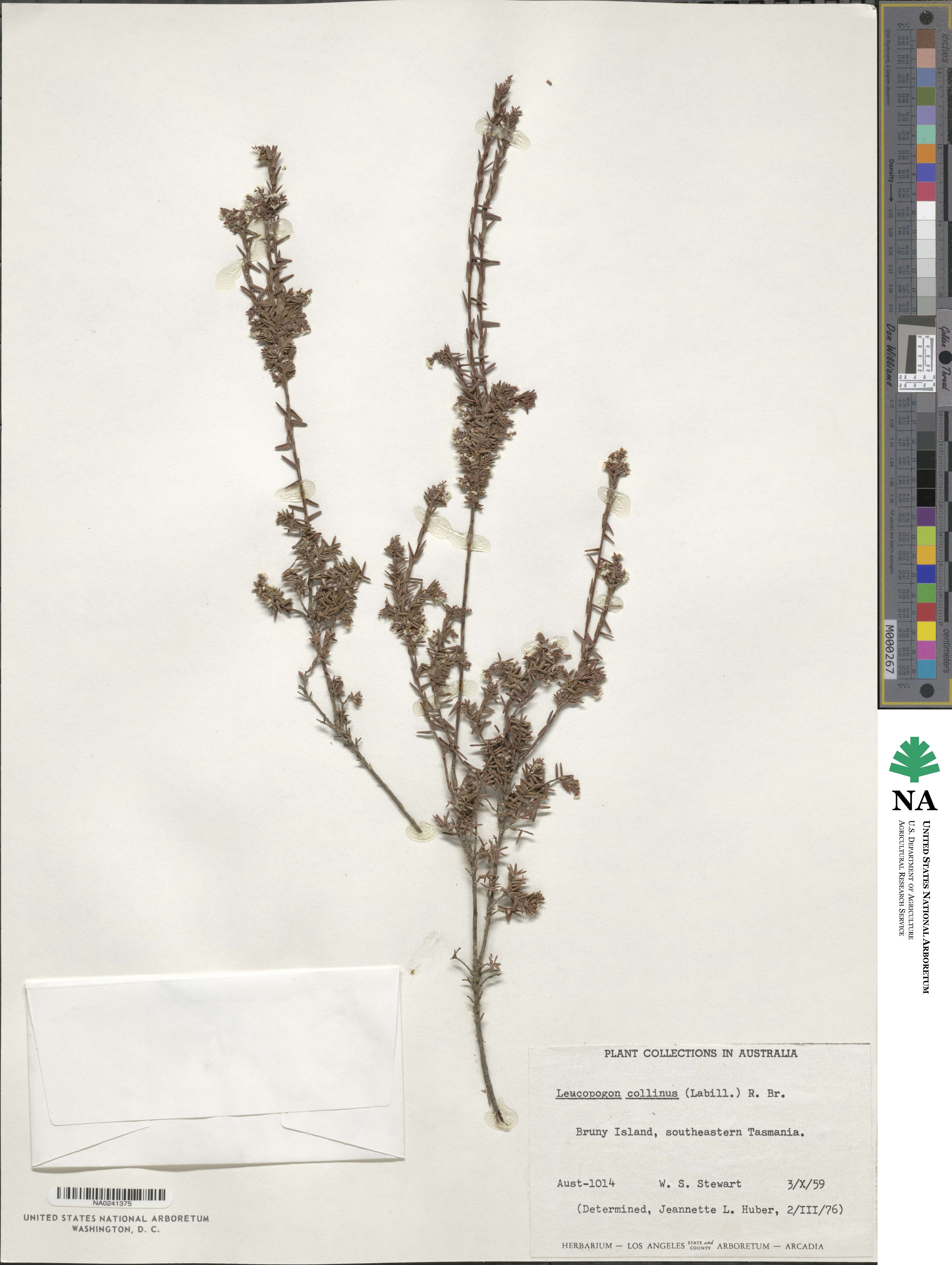 Leucopogon collinus image