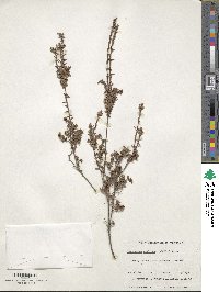 Leucopogon collinus image