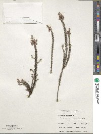 Image of Leucopogon distans