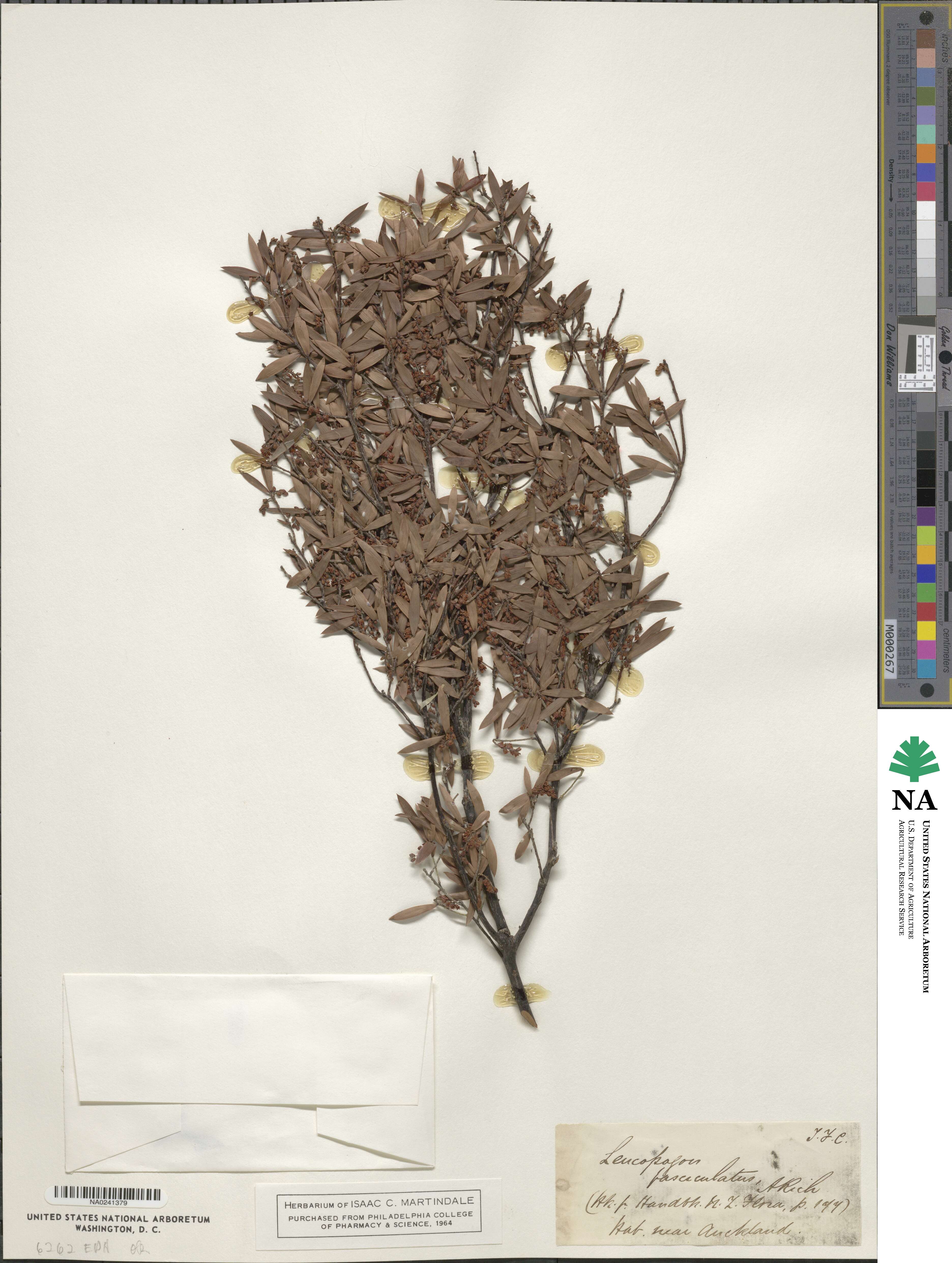 Leucopogon fasciculatus image