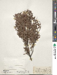 Image of Leucopogon fasciculatus