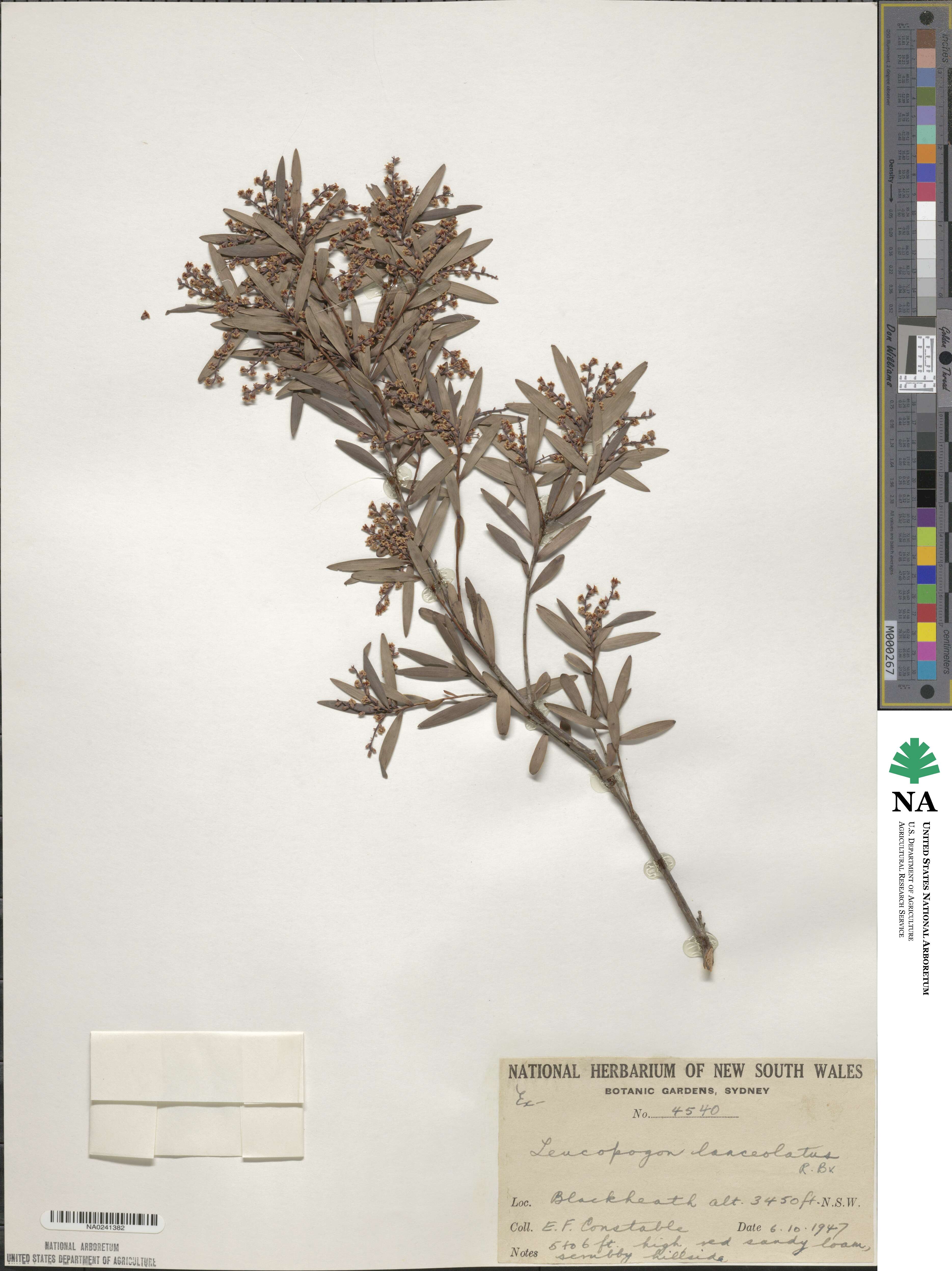 Leucopogon lanceolatus image