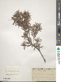 Image of Leucopogon lanceolatus