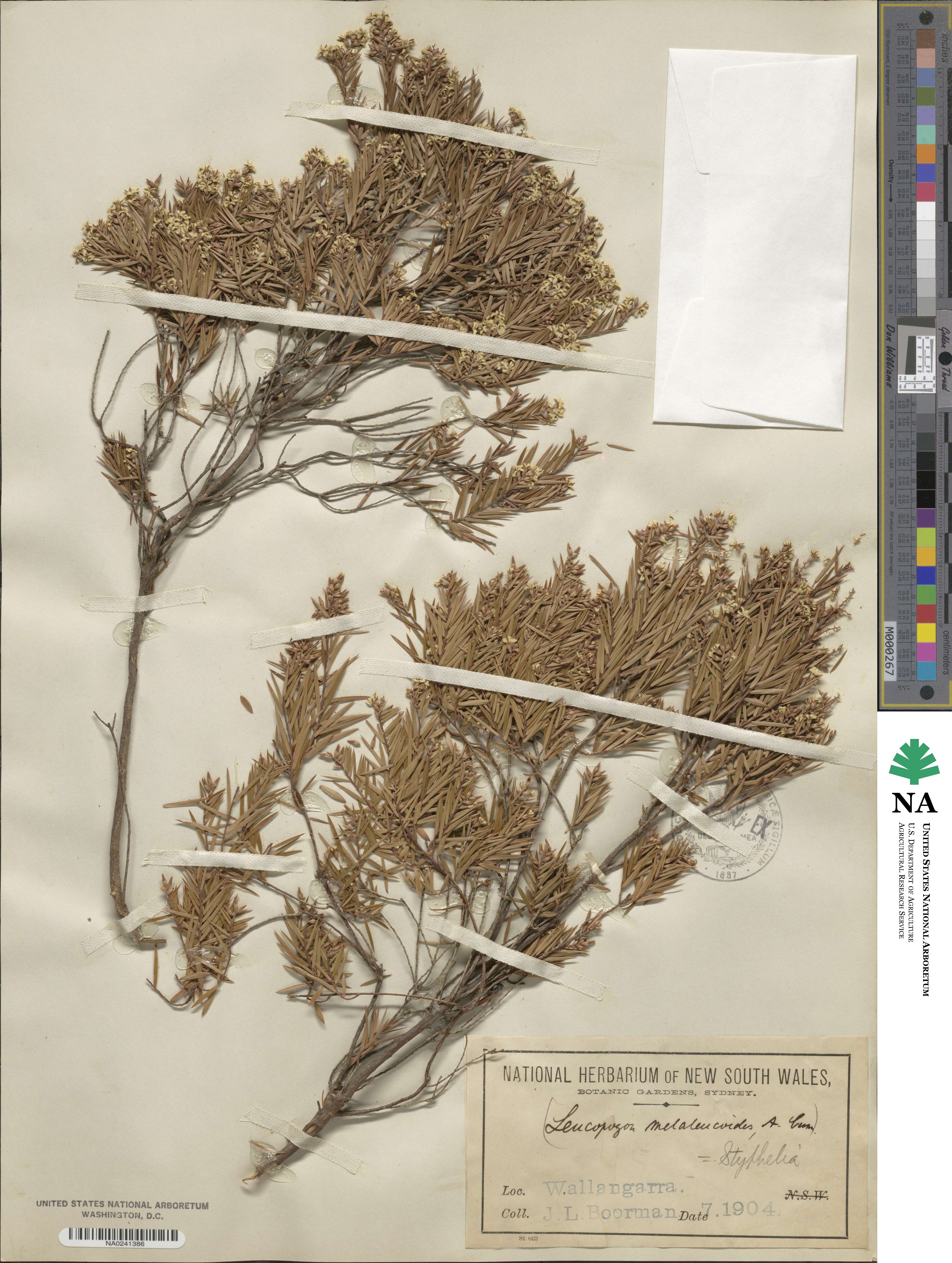 Acrothamnus melaleucoides image