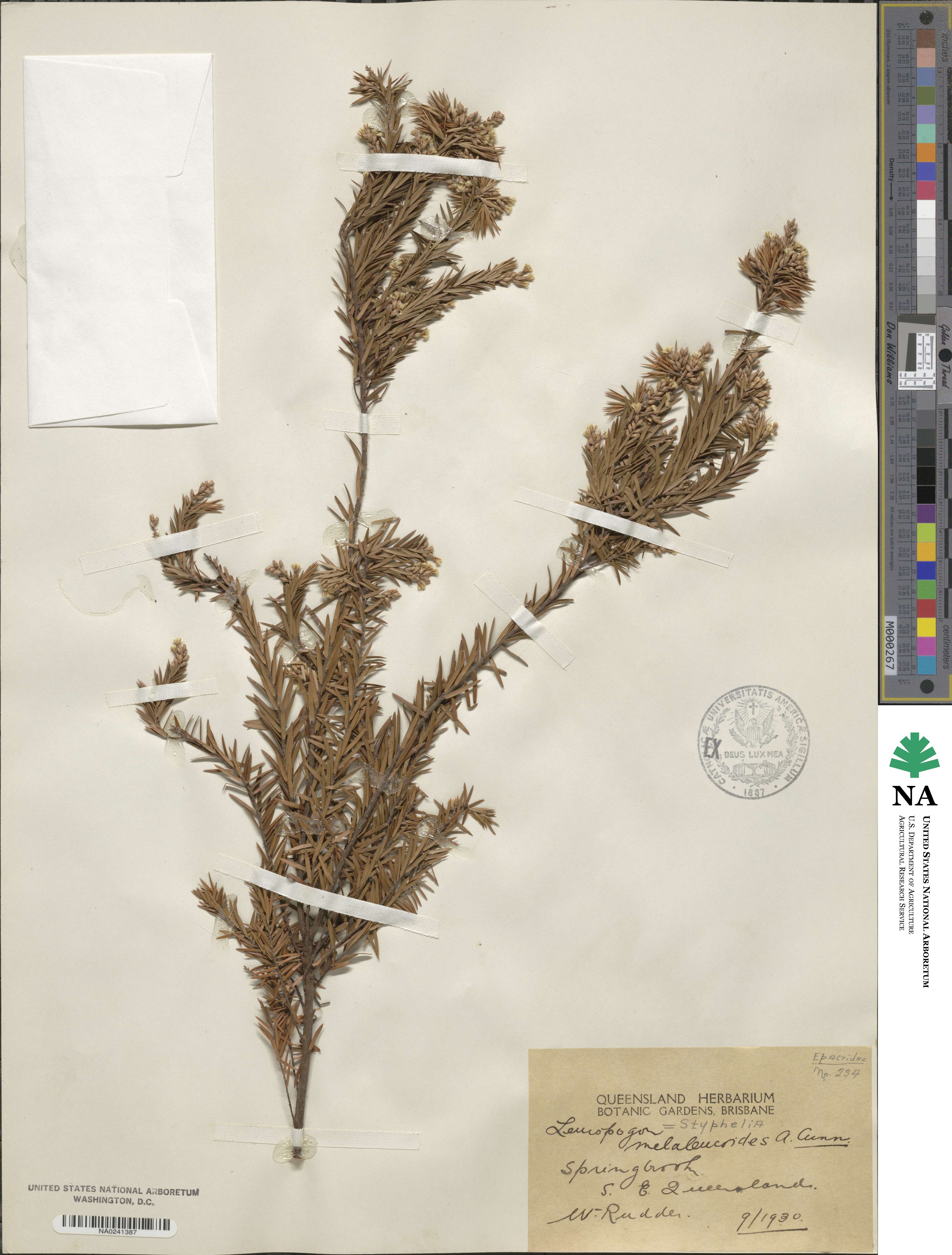 Acrothamnus melaleucoides image