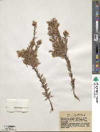 Acrothamnus melaleucoides image