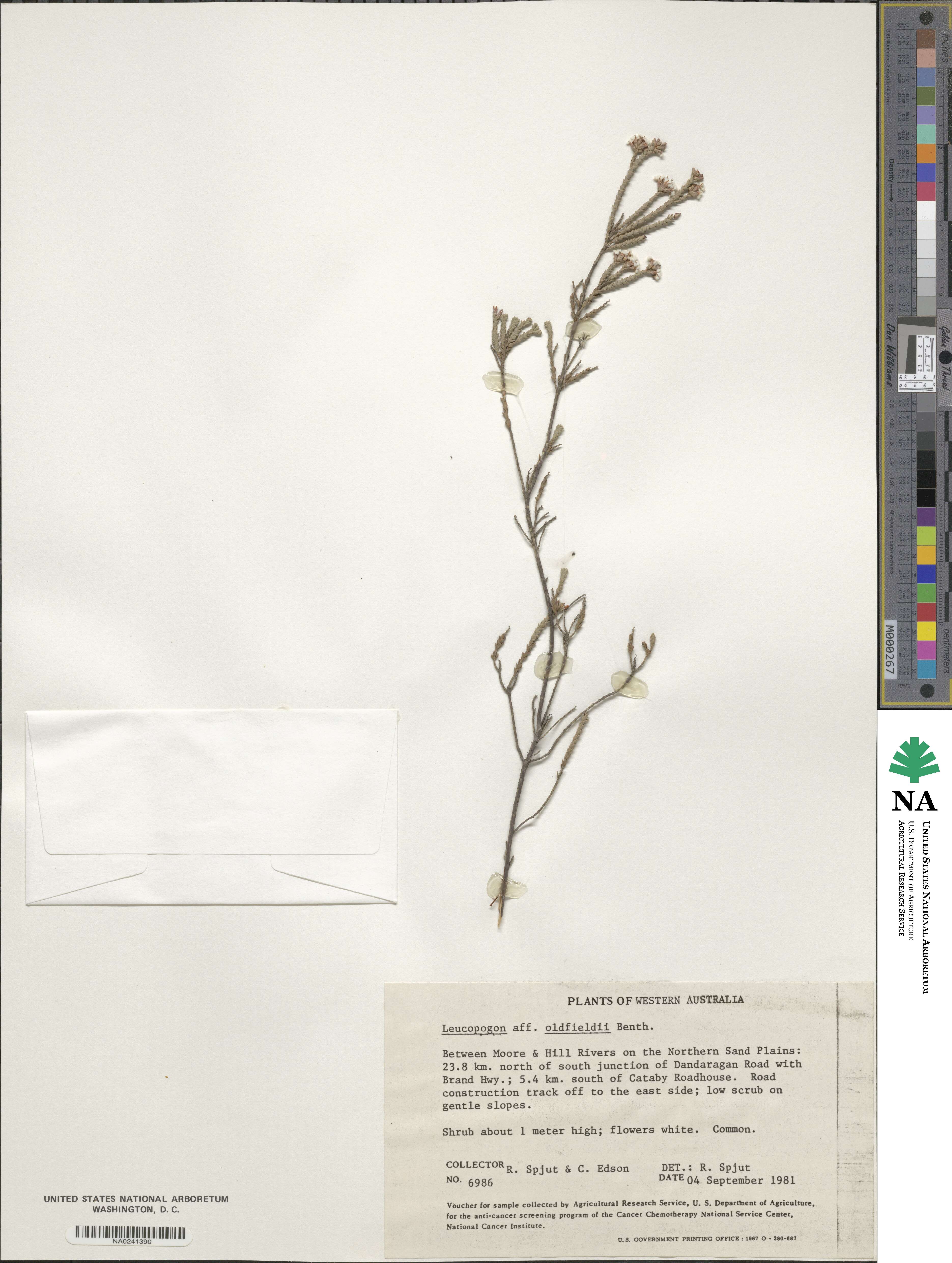 Leucopogon oldfieldii image