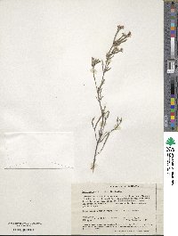 Image of Leucopogon oldfieldii