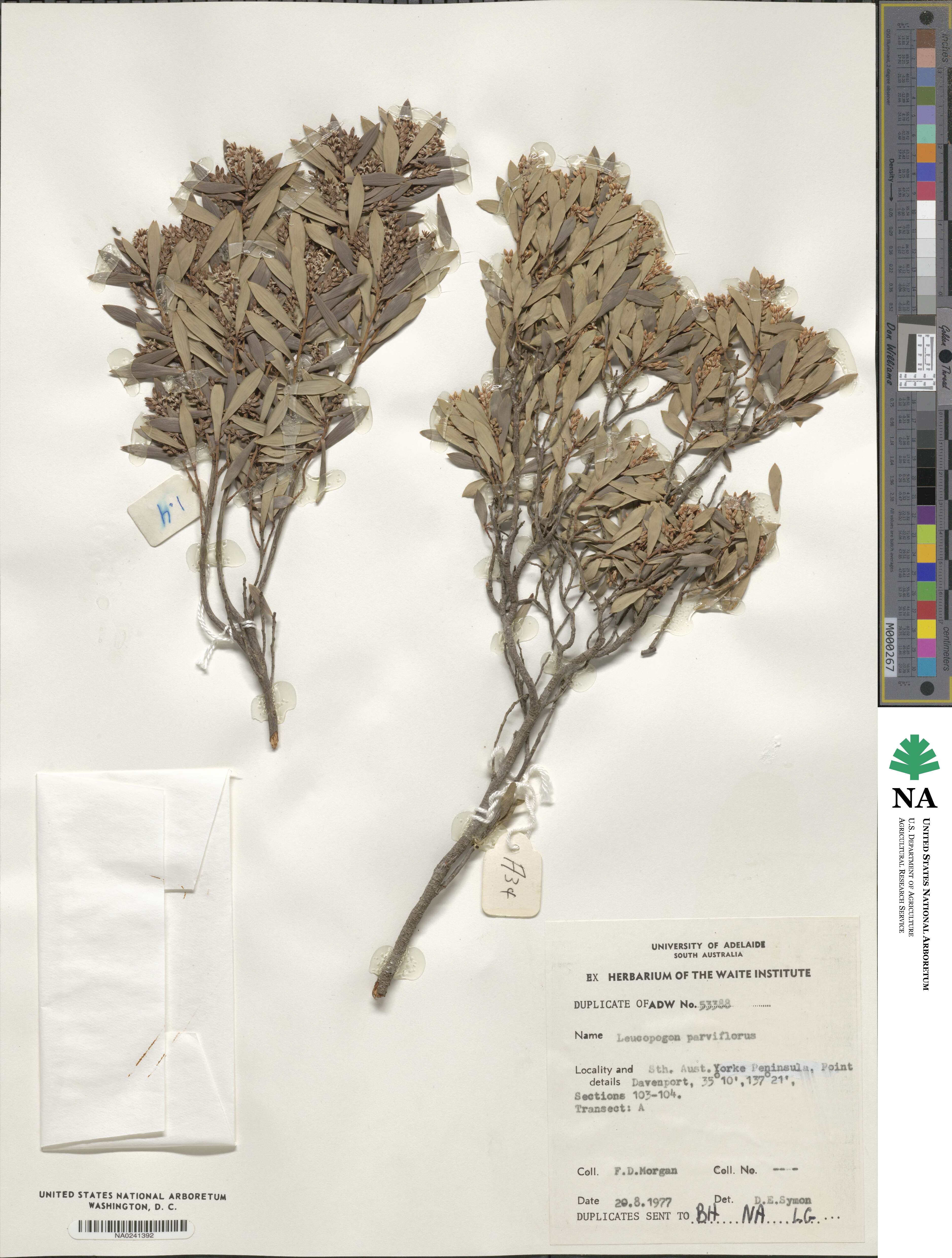 Leptecophylla parvifolia image